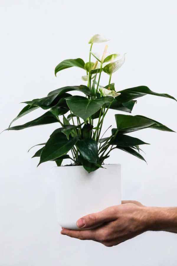 Golden Pothos Pole：圖片 2