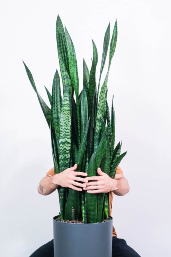 Sansevieria Laurentii：圖片 2