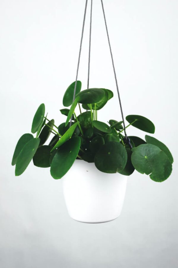 Pilea Peperomioides：圖片 2