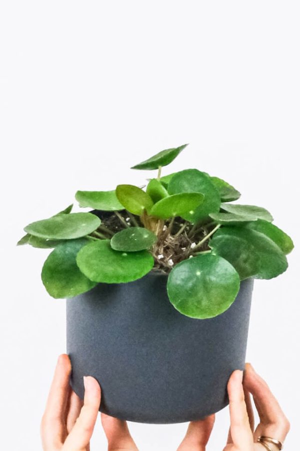 Peperomia Lemon Lime：圖片 2