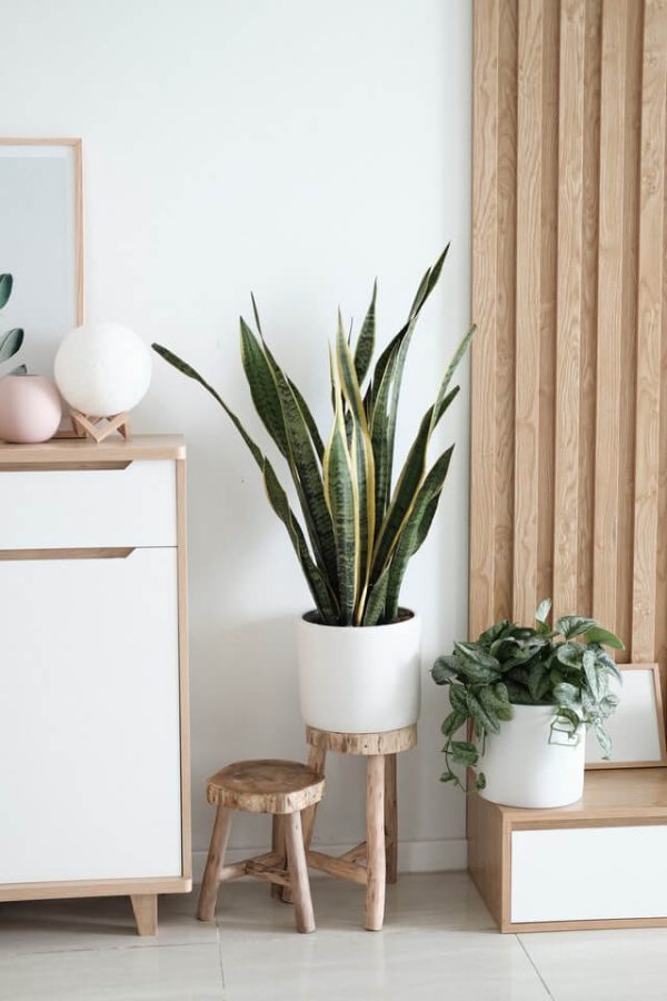 Sansevieria Golden Flame：圖片 2